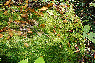 dsc06069_thumb.jpg