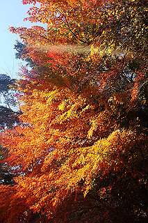 dsc06089_thumb.jpg