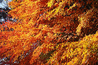 dsc06091_thumb.jpg