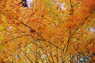 dsc06092_thumb.jpg