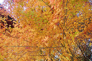 dsc06093_thumb.jpg