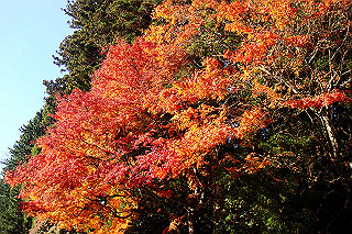 dsc06109_thumb.jpg