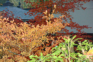 dsc06142_thumb.jpg