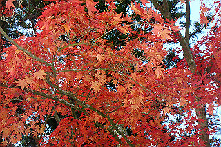 dsc06144_thumb.jpg