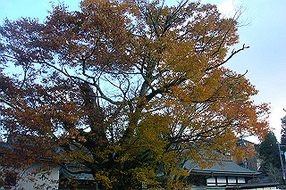 dsc06146_thumb.jpg