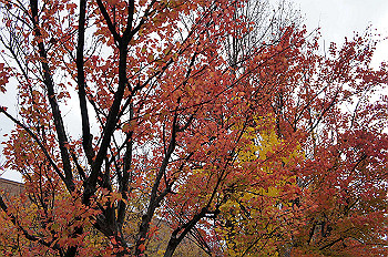 dsc00008_thumb.jpg