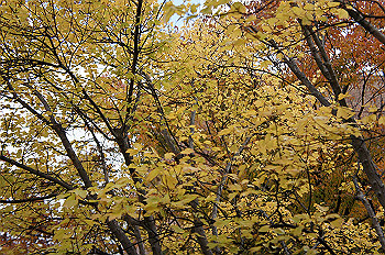 dsc00009_thumb.jpg