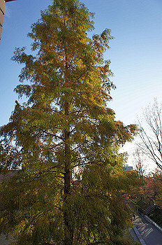 dsc00065_thumb.jpg