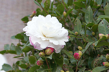 dsc00098_thumb.jpg