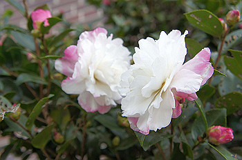 dsc00099_thumb.jpg