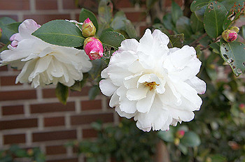 dsc00100_thumb.jpg
