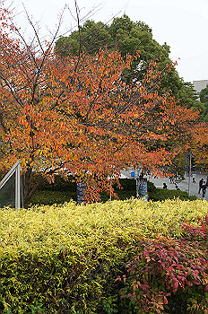 dsc00117_thumb.jpg