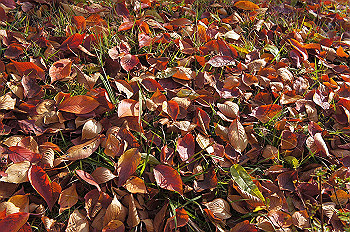 dsc00166_thumb.jpg