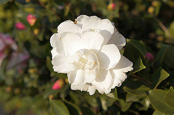 dsc00171_thumb.jpg