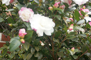 dsc00292_thumb.jpg