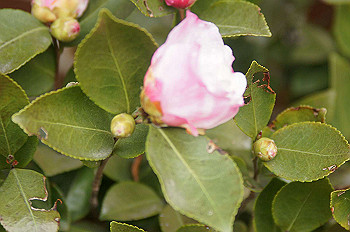 dsc00297_thumb.jpg