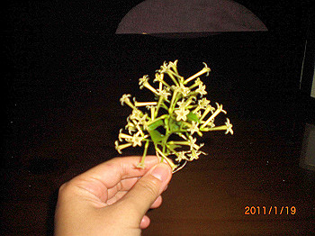 20110119-0088_thumb.jpg