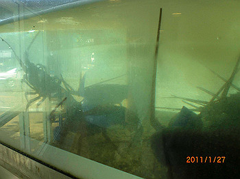20110119-0557_thumb.jpg