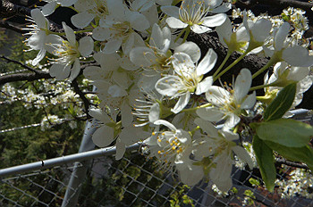 dsc06937_thumb.jpg