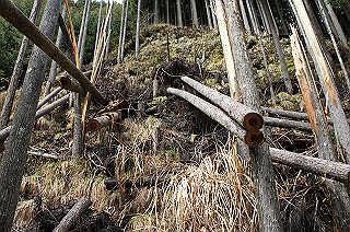 dsc07060_thumb.jpg