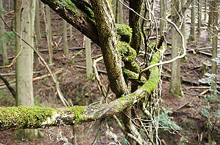 dsc07067_thumb.jpg