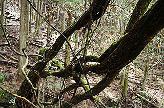dsc07068_thumb.jpg