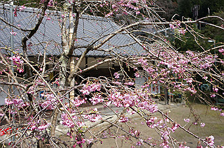 dsc07096_thumb.jpg