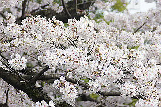dsc07130_thumb.jpg