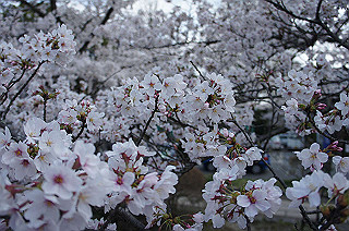 dsc07143_thumb.jpg