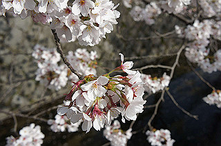 dsc07163_thumb.jpg