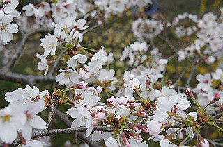 dsc07192_thumb.jpg