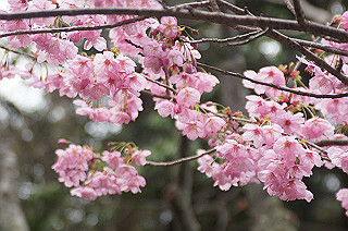 dsc07199_thumb.jpg