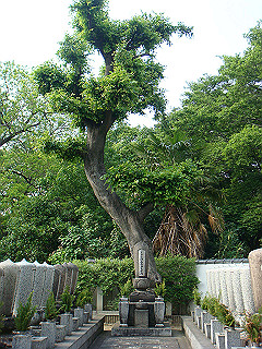 dsc06665_thumb.jpg