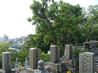 dsc06674_thumb.jpg