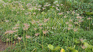dsc08725_thumb.jpg