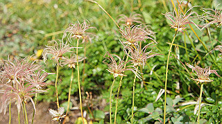 dsc08727_thumb.jpg