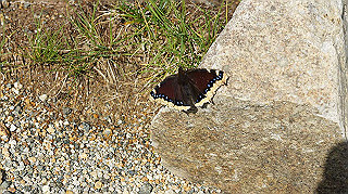 dsc08731_thumb.jpg