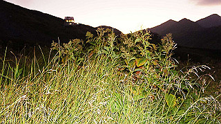 dsc08798_thumb.jpg