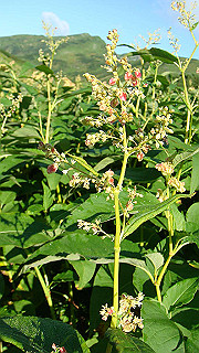 dsc06837_thumb.jpg