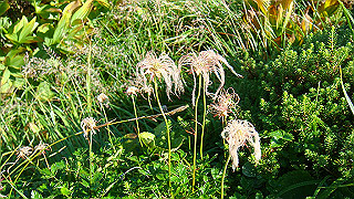dsc06843_thumb.jpg