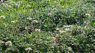 dsc06871_thumb.jpg