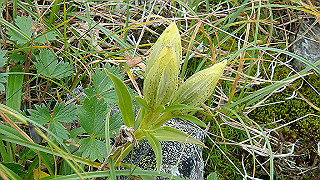 dsc06935_thumb.jpg