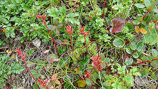 dsc06994_thumb.jpg