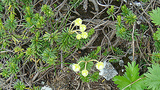 dsc06995_thumb.jpg