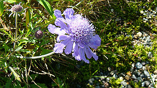 dsc07019_thumb.jpg