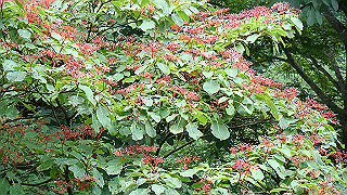 dsc07050_thumb.jpg