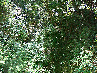 dsc07098_thumb.jpg