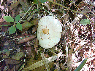 dsc07106_thumb.jpg