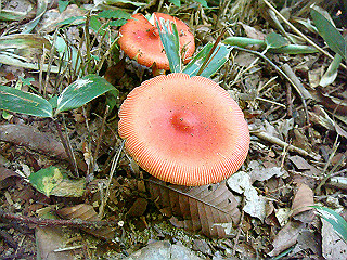 dsc07118_thumb.jpg