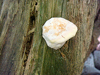 dsc07119_thumb.jpg